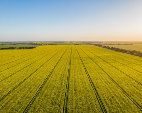 Canola fields