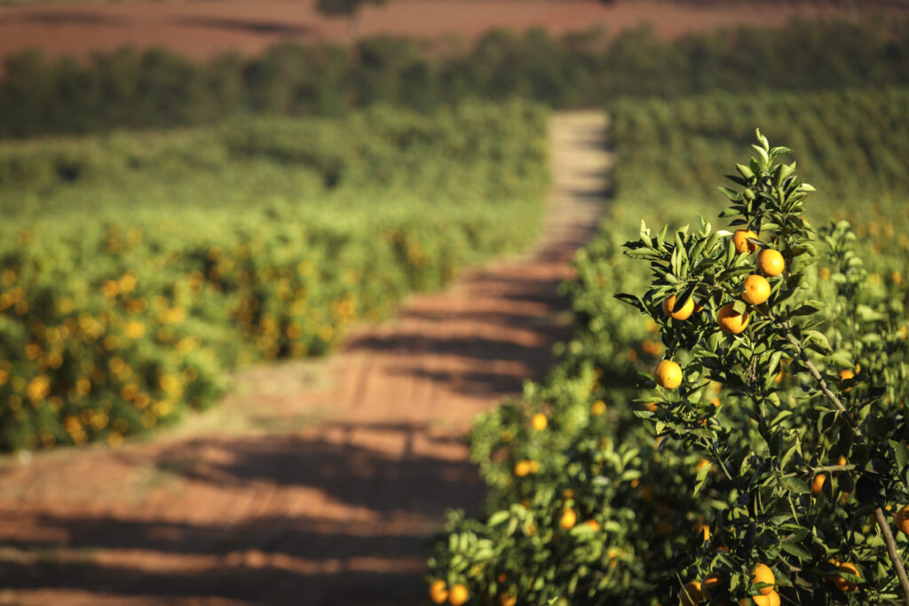 Discover our last Sustainability report