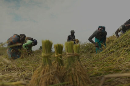 Aumento da Produção de Arroz na Costa do Marfim