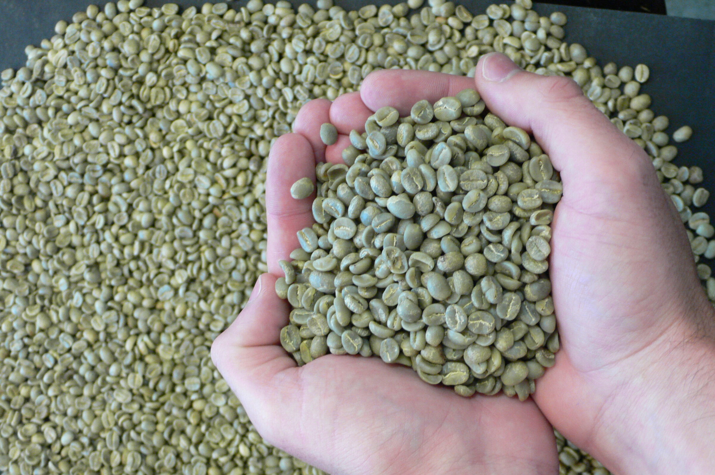 Arabica Beans