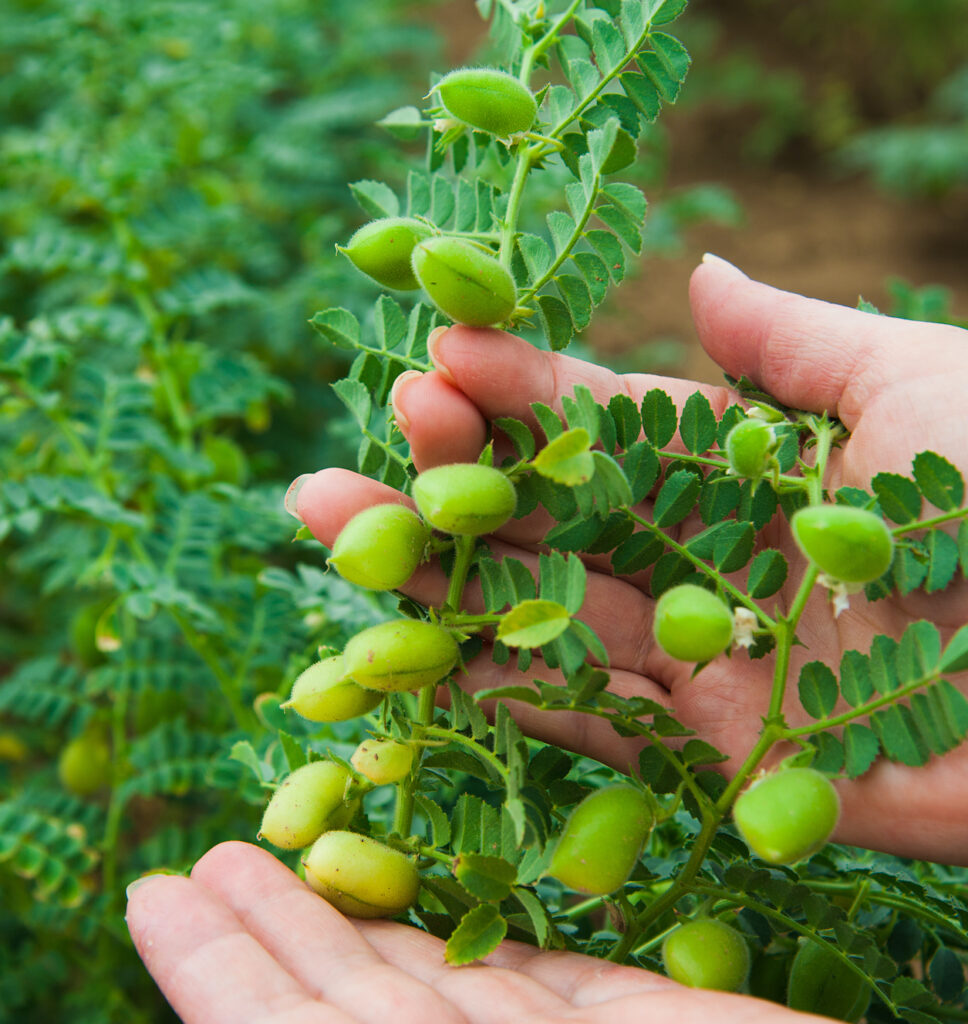 Read about LDC’s Sustainability Practices