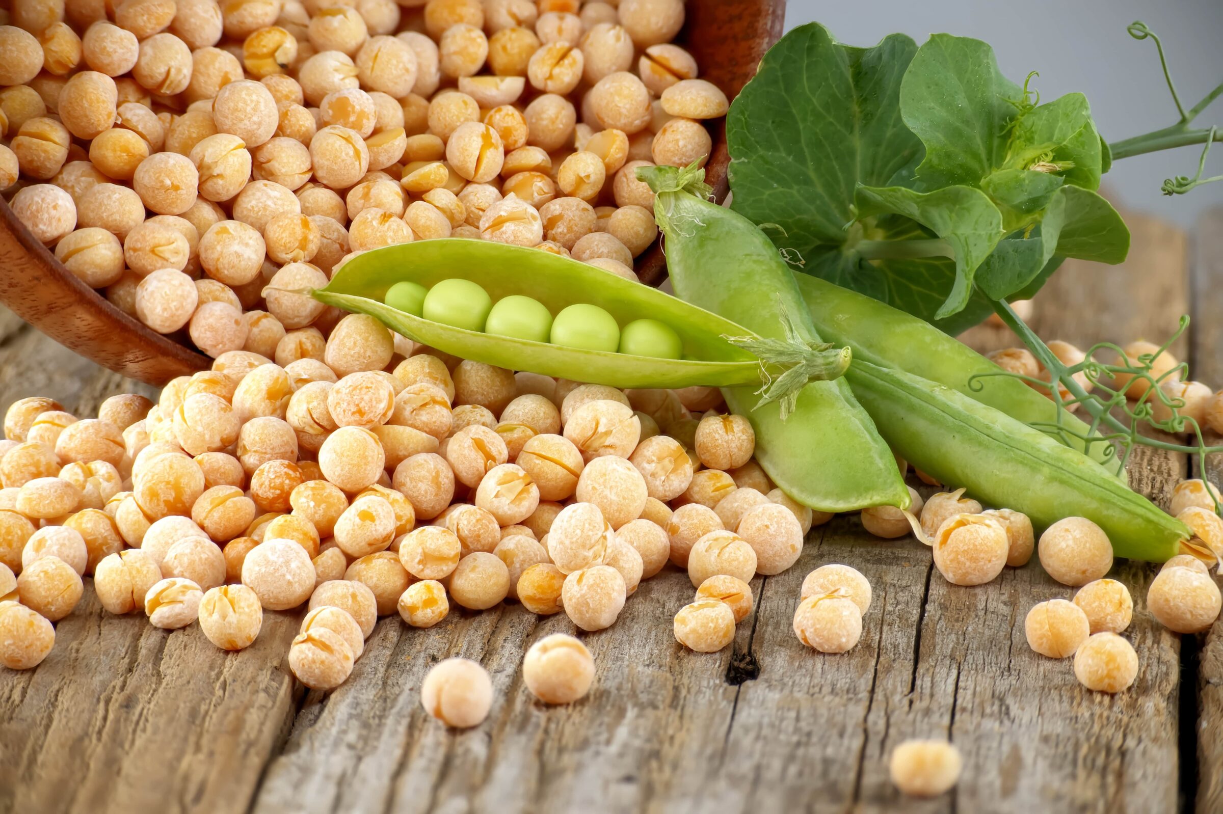 Plant Proteins