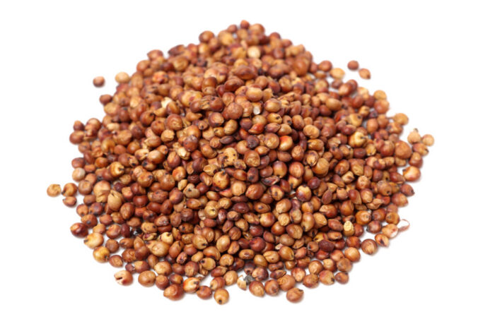 Sorgo