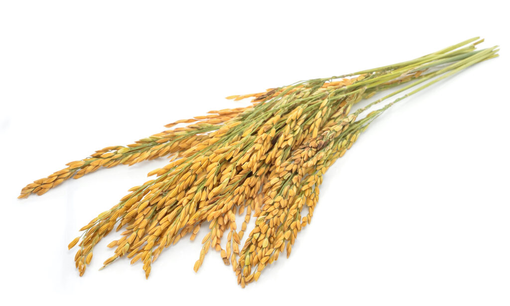Arroz con cáscara