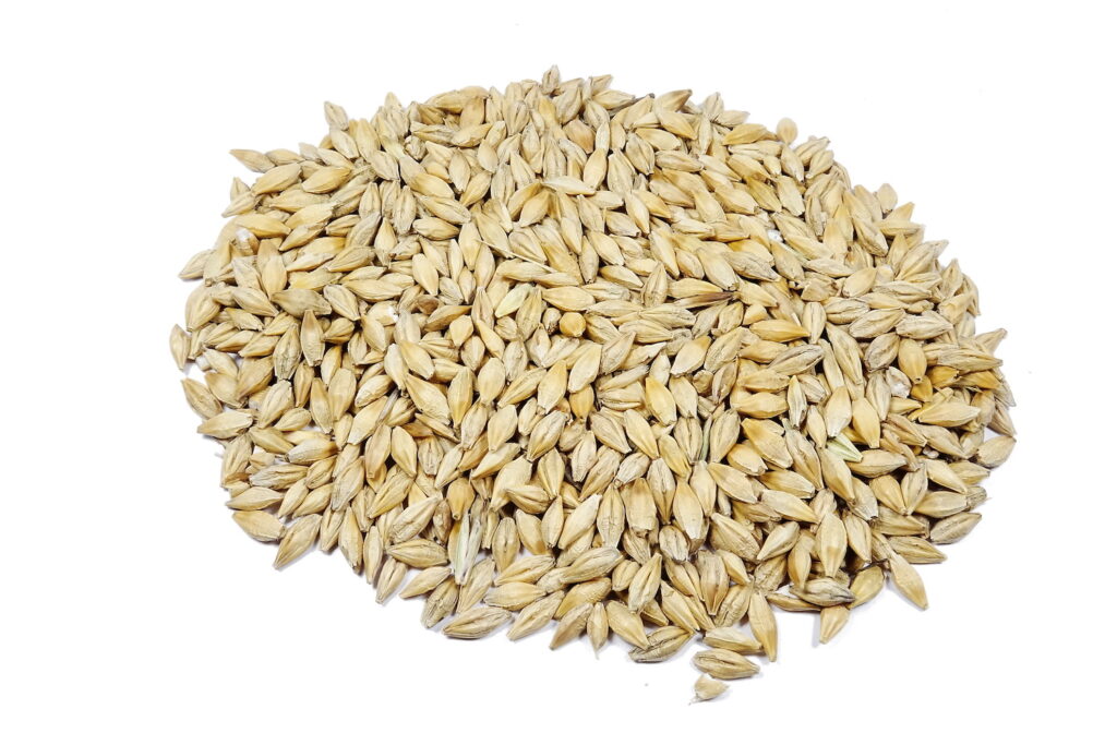 Feed Barley
