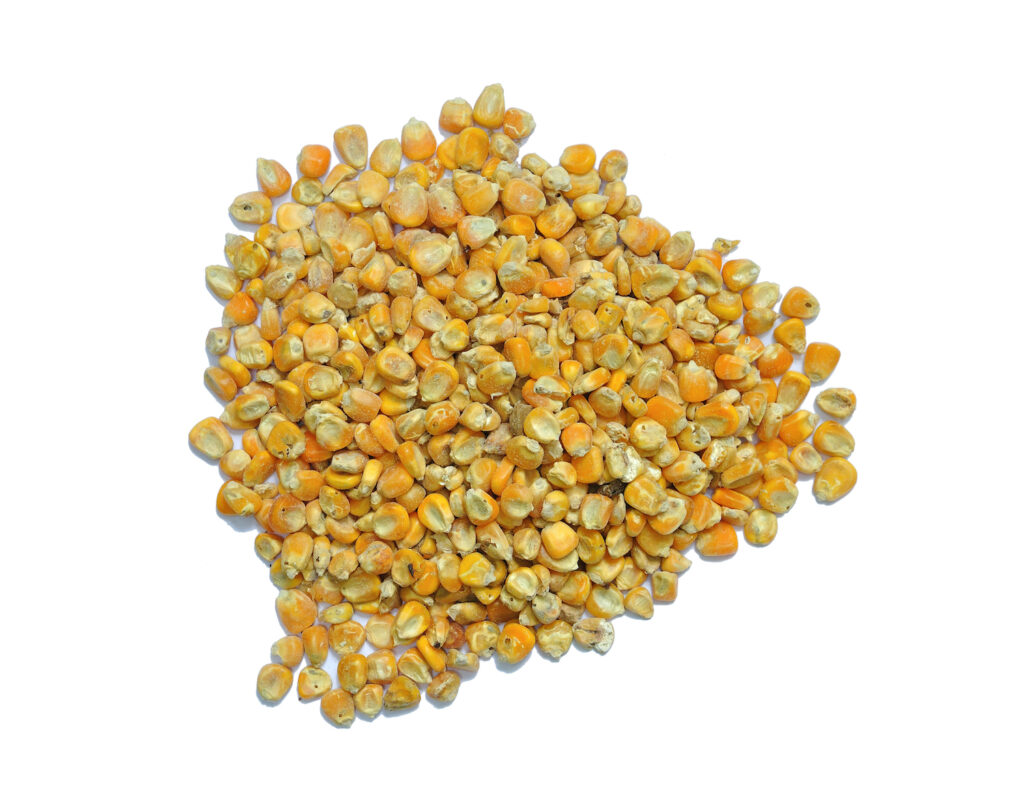 Feed Grains