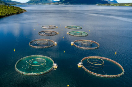 Aquatic Feed Research