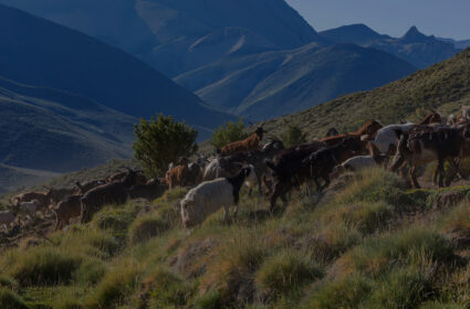 Supporting Farming Families in Argentina