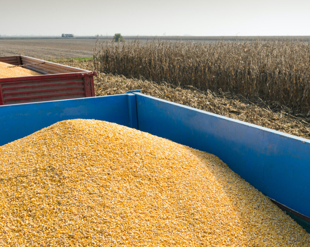 Business lines - Grains