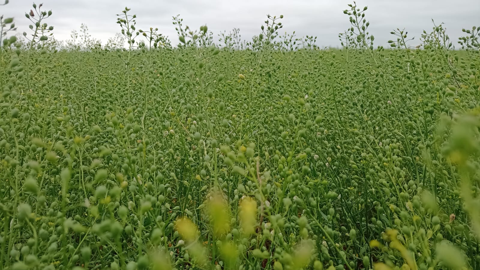 Louis Dreyfus Company, Global Clean Energy Holdings, Inc., and Bayer Announce Strategic Collaboration to Promote Camelina Cultivation in Argentina as Part of Bayer's PRO Carbono Program