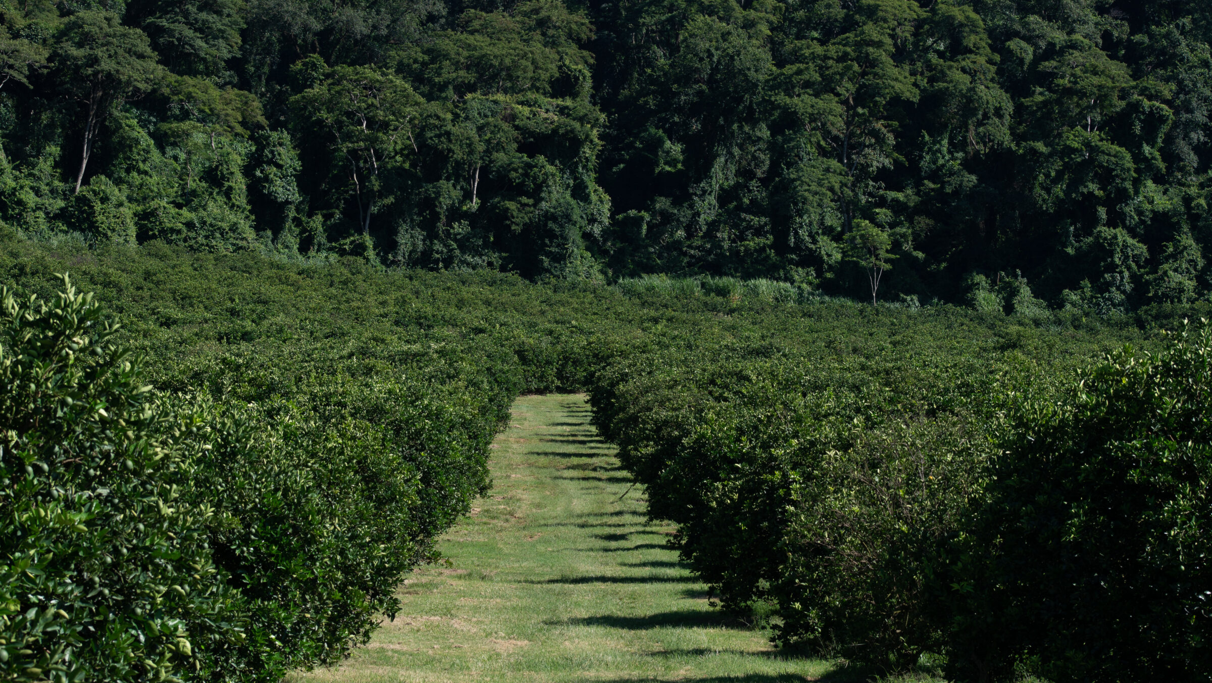 Regenerative Agriculture: Transforming Land & Lives