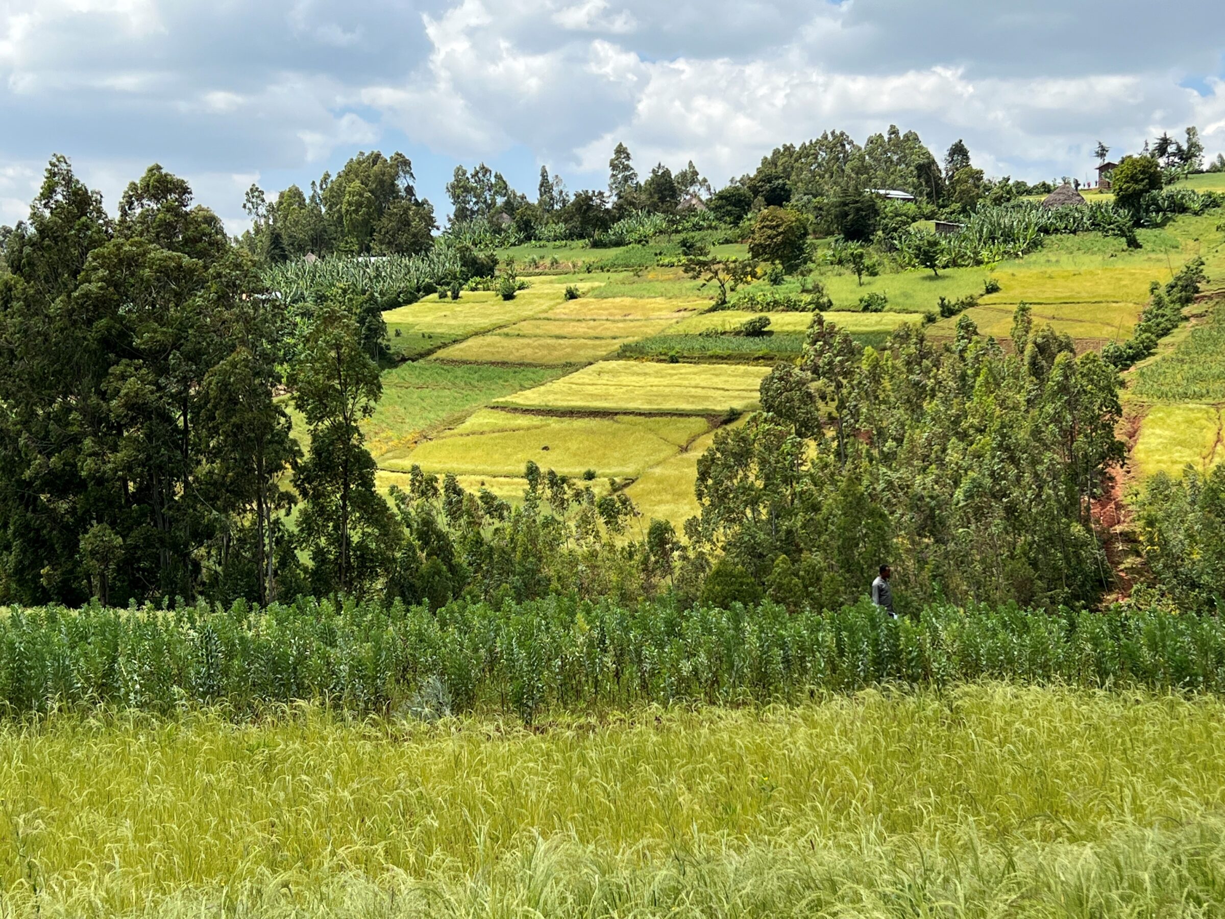 Enhancing Agricultural Resilience, Food Security and Livelihoods in Ethiopia