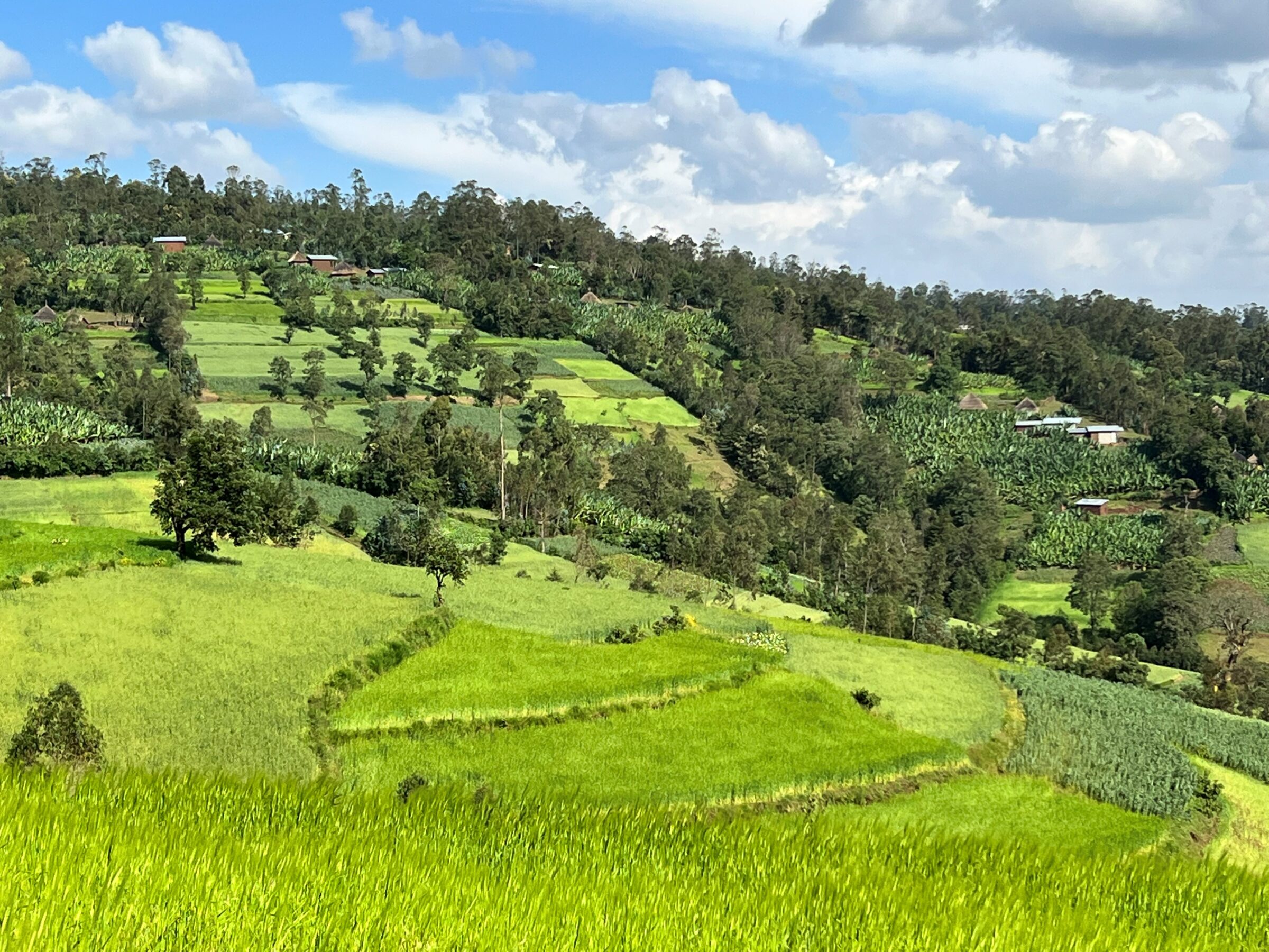 Enhancing Agricultural Resilience, Food Security and Livelihoods in Ethiopia