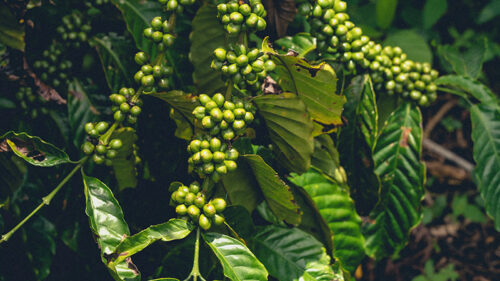 SLT_Mexico_Chiapas_Field_Farm_Coffee_Beans_6
