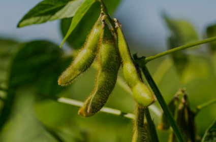 Soy