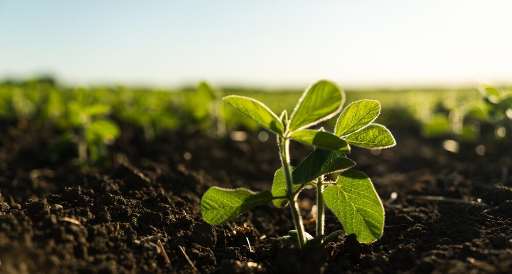 Soy plant