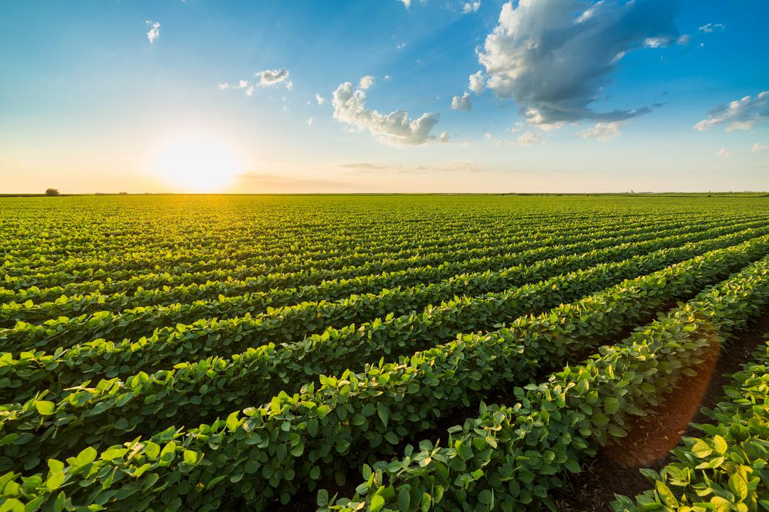 Louis Dreyfus Company Announces Construction of a Soybean Processing Plant in Ohio, US