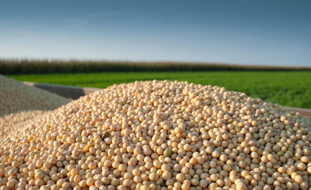 Statement Regarding the Soy Sector Roadmap to 1.5°C