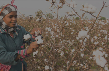 Cotton