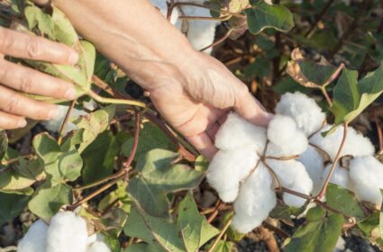 Cotton
