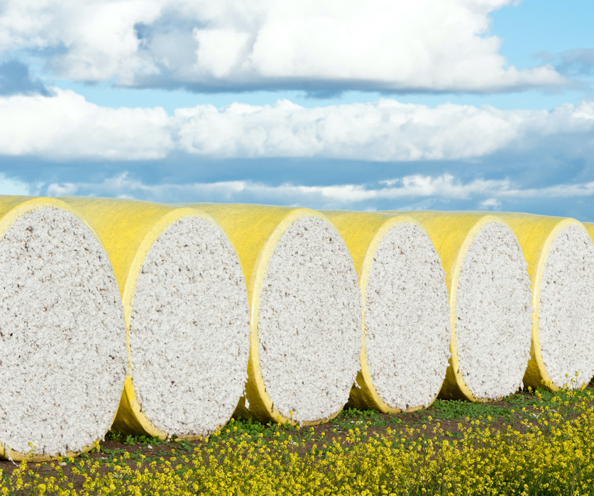 Sustainable Cotton