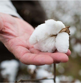 Cotton