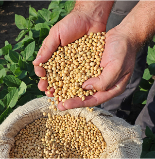 Grains and Oilseeds