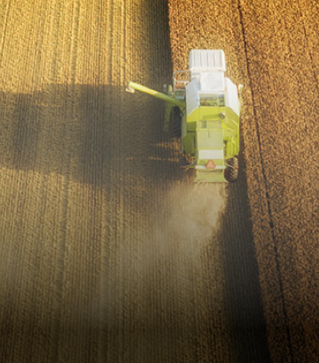 harvesting maize
